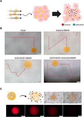 Magnetically driven hydrogel microrobots for enhancing the therapeutic effect of anlotinib on osteosarcoma